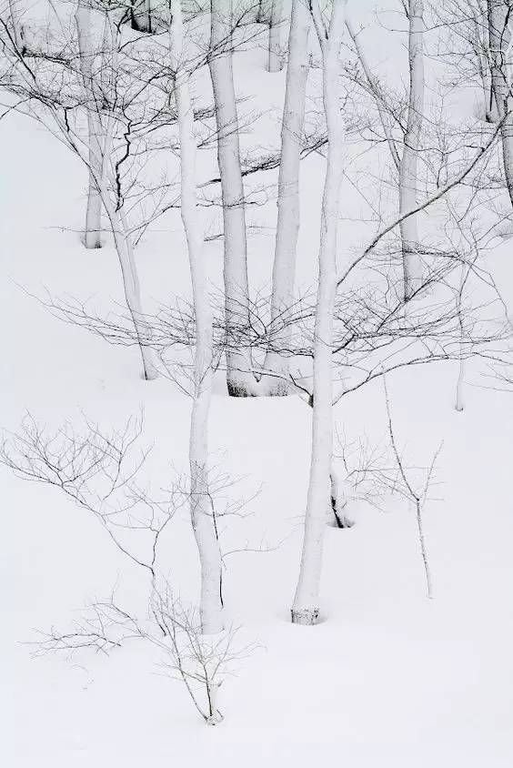 在这个不下雪的冬季, 不敢称自己的城市为北方.