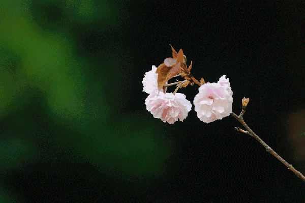 关于春天的飞花令