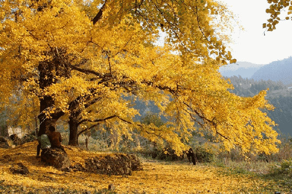 人们都说:桂林山水甲天下
