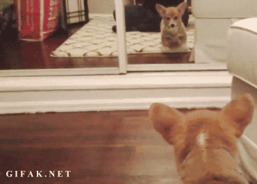 27只萌宠看到镜子里的自己后歇斯底里的爆笑反应