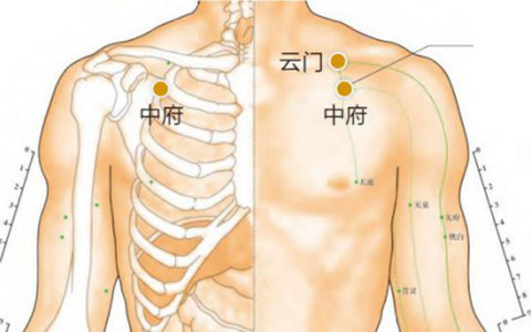 中府穴,属手太阴肺经之脉,主治咳嗽,气喘,胸满痛等肺部病证以及肩背痛