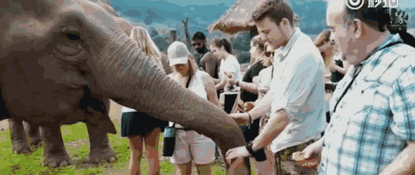 看了这部纪录片,相信大家都不会再愿意去骑大象或观看大象表演了.