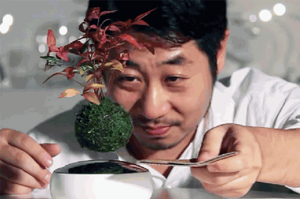 空中盆栽,当绿植遇上磁悬浮