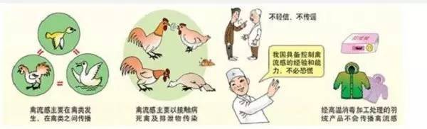 南京人注意了!1月份死亡数79例,禽流感病毒仍呈散发态势!