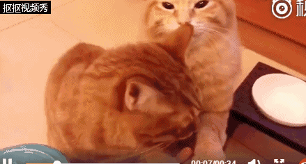 猫咪找主人要零食吃,主人却让它们这样做,好可爱