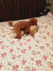 了一个文章,讲述的是为什么单身女性不要养狗……嗯没错内容比较黄爆!