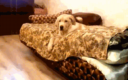 好好的一只帅哈,硬生生的被困成狗!