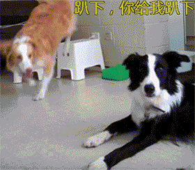 当你倒在地上,你家的狗狗怎么做的?