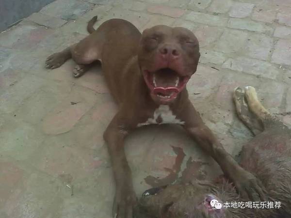 打架狗排名_狗打架(3)