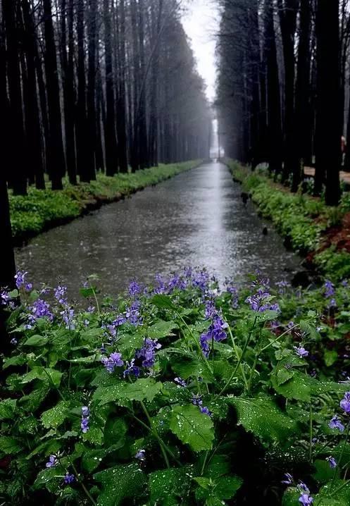 若无细雨绵绵,又怎会有这般朦胧而诗意的韵味江苏