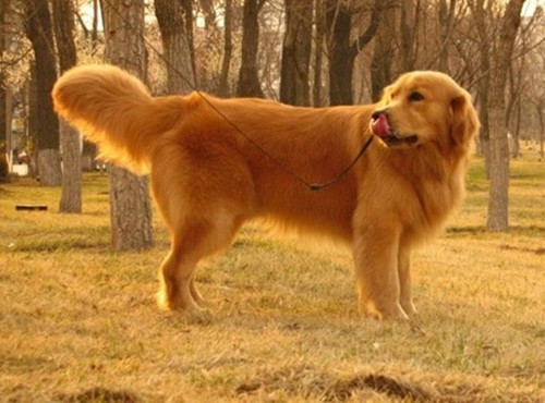 十大忠诚的狗排名_十大最忠诚的狗排名(2)