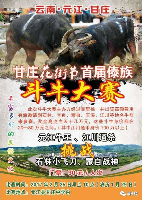 元江甘庄斗牛大赛,江川通杀挑战元江牛王,2月25日我在甘庄中学等你!