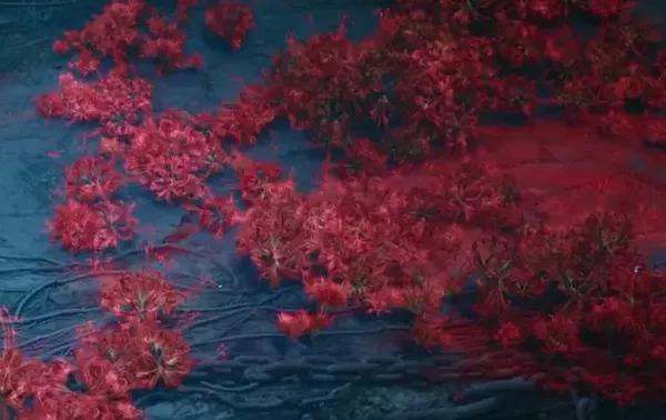 彼岸花就是石蒜 彼岸花中文学名叫石蒜,为石蒜科石蒜属多年生草本,在
