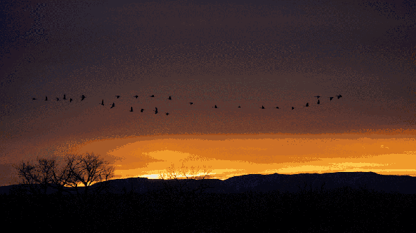 厦门观鸟协会资深的观鸟爱好者山鹰介绍,厦门常见鸟类有350种,其中
