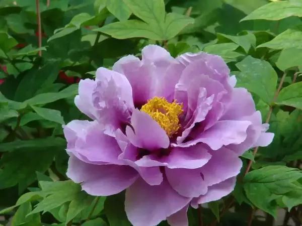 紫牡丹花语:花瓣呈紫色的牡丹,花语是难为情,属性暗.