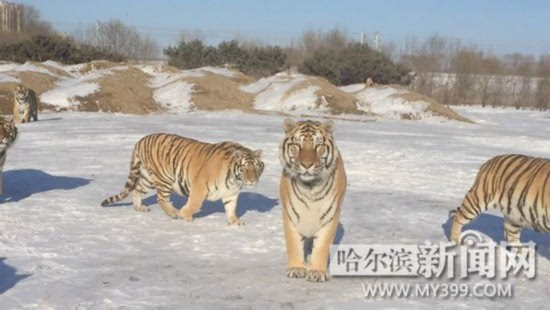 前天,冰城迎来了开年以来最明显的一次降雪,可把东北虎林园的老虎们乐