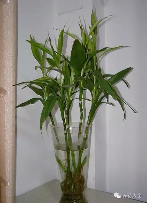 富贵竹怎么养才能长叶子 a7wqat8521807931542.jpg