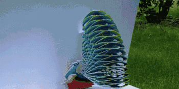 peter dahmen 采用的是和孔雀完全相同的颜色设计出这款艺术品,当你