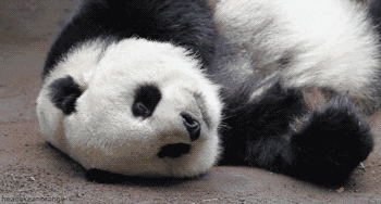 壁纸 大熊猫 动物 350_188 gif 动态图 动图