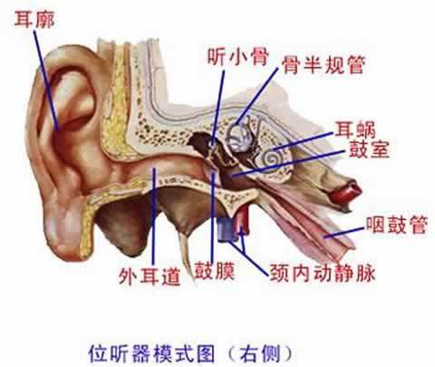 另外,细菌经咽鼓管侵入鼓室,引起中耳腔的感染,可导致化脓性中耳炎的