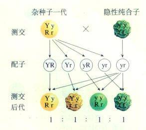 五,自由组合定律的实质 位于非同源染色体上的非等位基因的