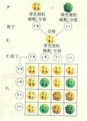 则待测个体为纯合子;若后代有性状分离,则待测个体为杂合子 四,两对