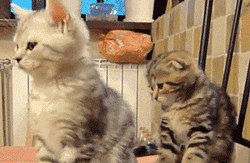 小奶猫边打哈欠边洗着脸, 在它前面的大猫转头一看,也跟着做了同样的