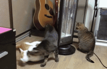 小奶猫边打哈欠边洗着脸, 在它前面的大猫转头一看,也跟着做了同样的