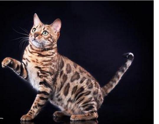 毛排名几_男生的小几几