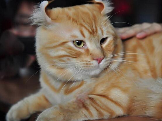 白猫排名_二哈和他的白猫师尊(3)