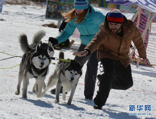 俄罗斯滨海边疆区举行狗拉雪橇比赛(组图)