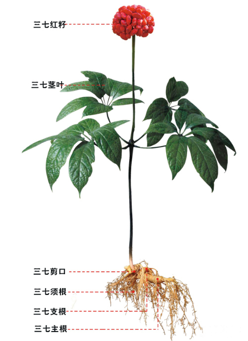 一味中药活血,降压还预防心血管疾病,雅号金不换