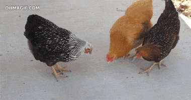 动物 鸡 380_199 gif 动态图 动图