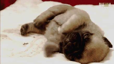 爆笑gif:这是领导说加班后的你!