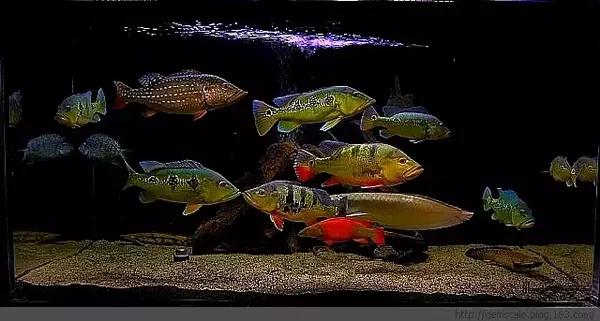 怎么看金鱼有没有寄生虫 a30e7d7557340594242.jpg