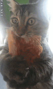 爆笑图(微信号:),全平台动图首发 10000张2b,恶搞,傻缺,内涵,美女