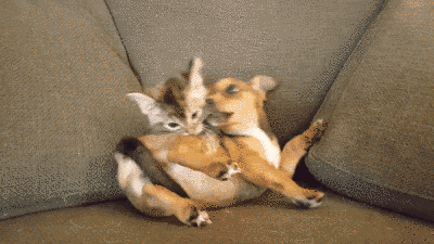 壁纸 动物 狗 狗狗 猫 猫咪 小猫 桌面 400_225 gif 动态图 动图