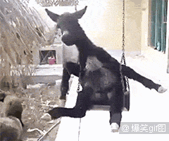 1.看一只驴荡秋千,只为最后一秒.哈哈哈