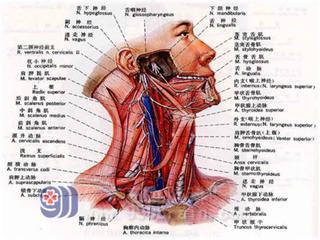 其病因很多,其中有一类头痛属于颈源性头痛,是由颈椎和/或颈部软组织