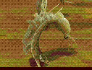 皮皮虾,我们走!到底是什么梗?表情包界扛把子