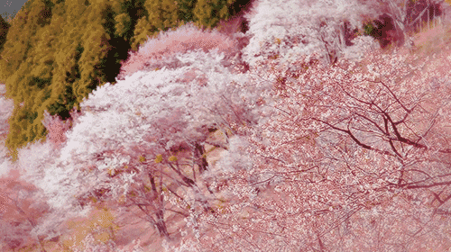 俘获少女心,日本樱花季限定产品你最爱哪个?