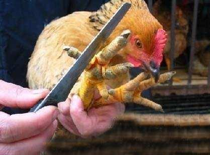 世界十大禁画,这是一张极度恐怖的画