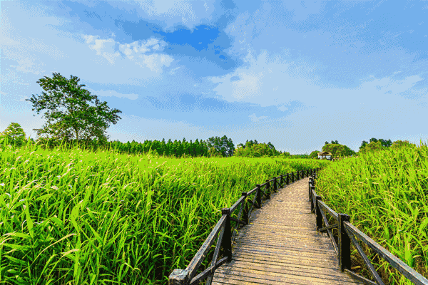 这些电视电影竟然都是在崇明取景拍摄的