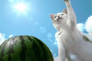 【搞笑gif图】这真的是我见过最恶心的婚礼场面