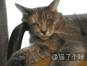 [萌宠]睡梦中喵星人各种奇葩与逗逼