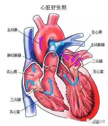 心房和心室内血液循环过程和瓣膜的开闭 位于左心室和升主动脉之间