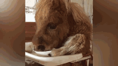 小马驹被放进了婴儿车吃饭,委屈的表情萌翻众人