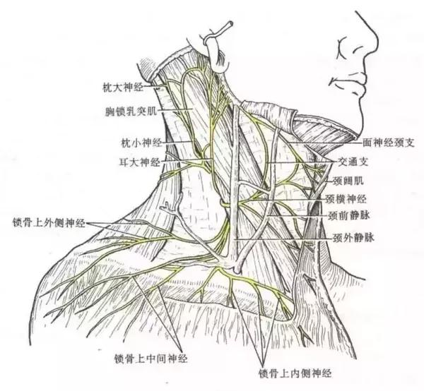 神经,但有时亦发皮支支配项上部的皮肤,或与枕动脉伴行,分布于颅后