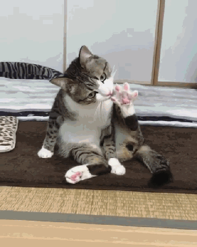 壁纸 动物 狗 狗狗 猫 猫咪 小猫 桌面 400_500 竖版 竖屏 手机 gif