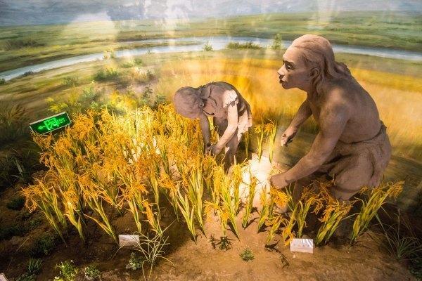一万年前人类就开始种植水稻了,是真是假?